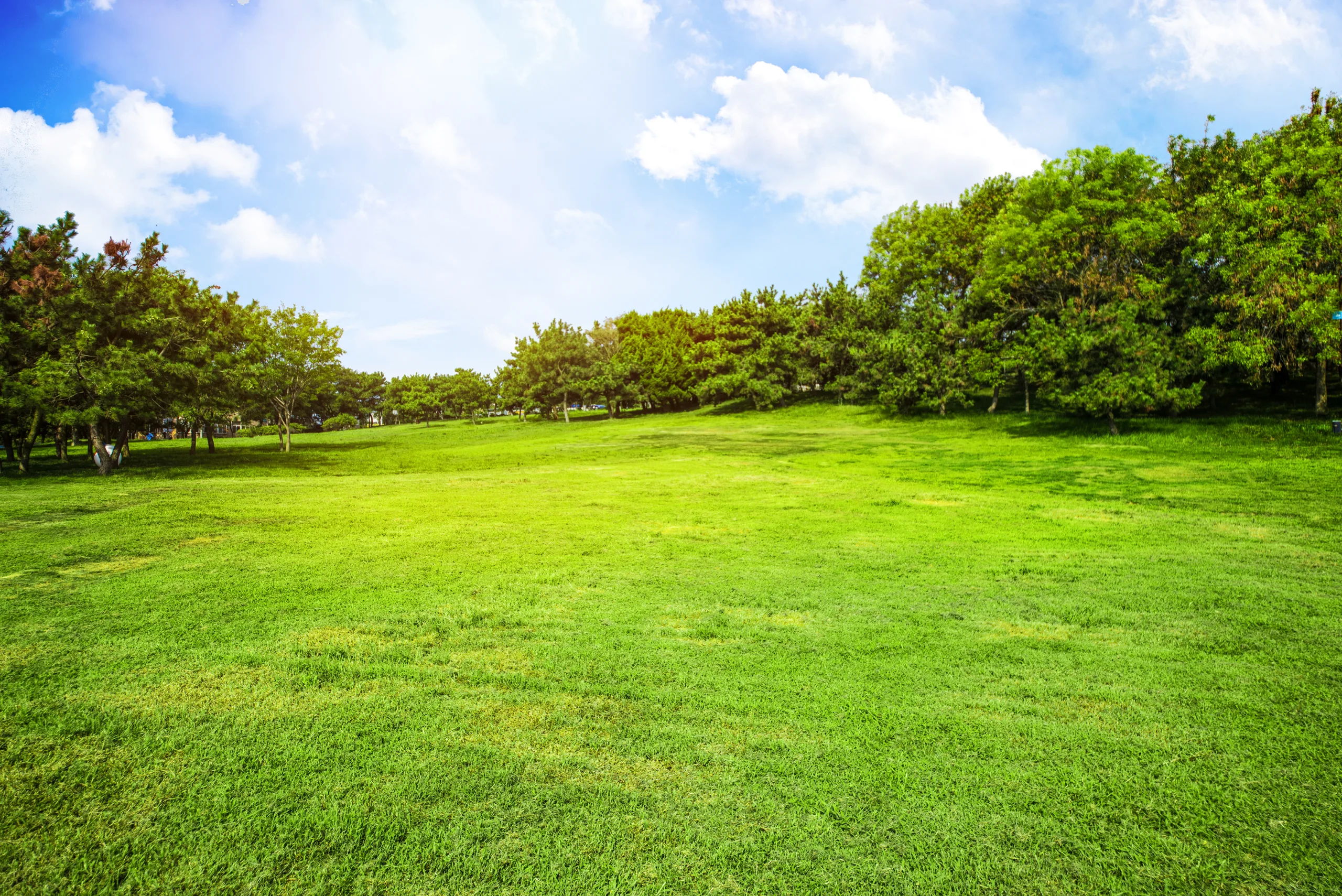 Prato verde con degli alberi