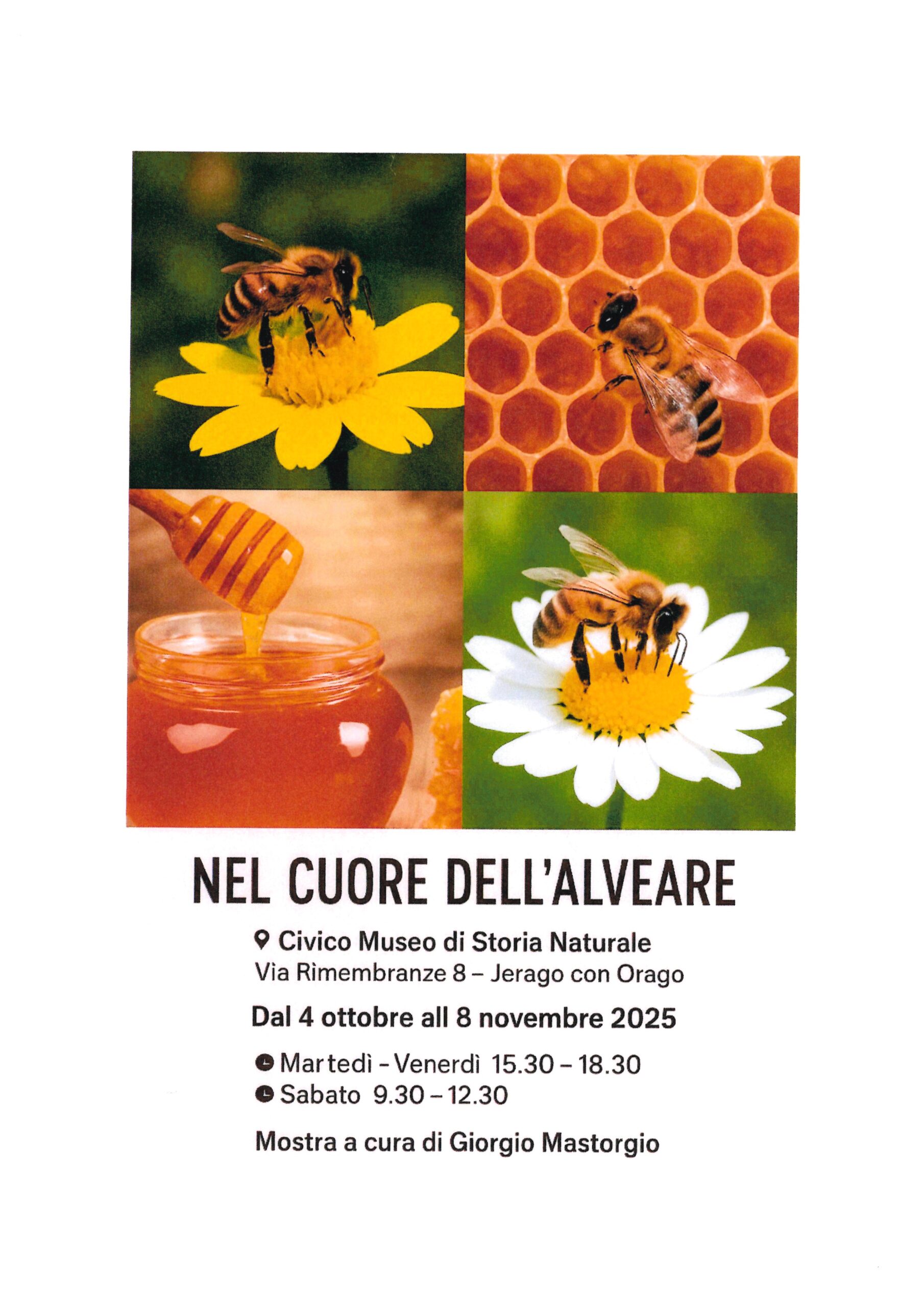 Immagine anteprima